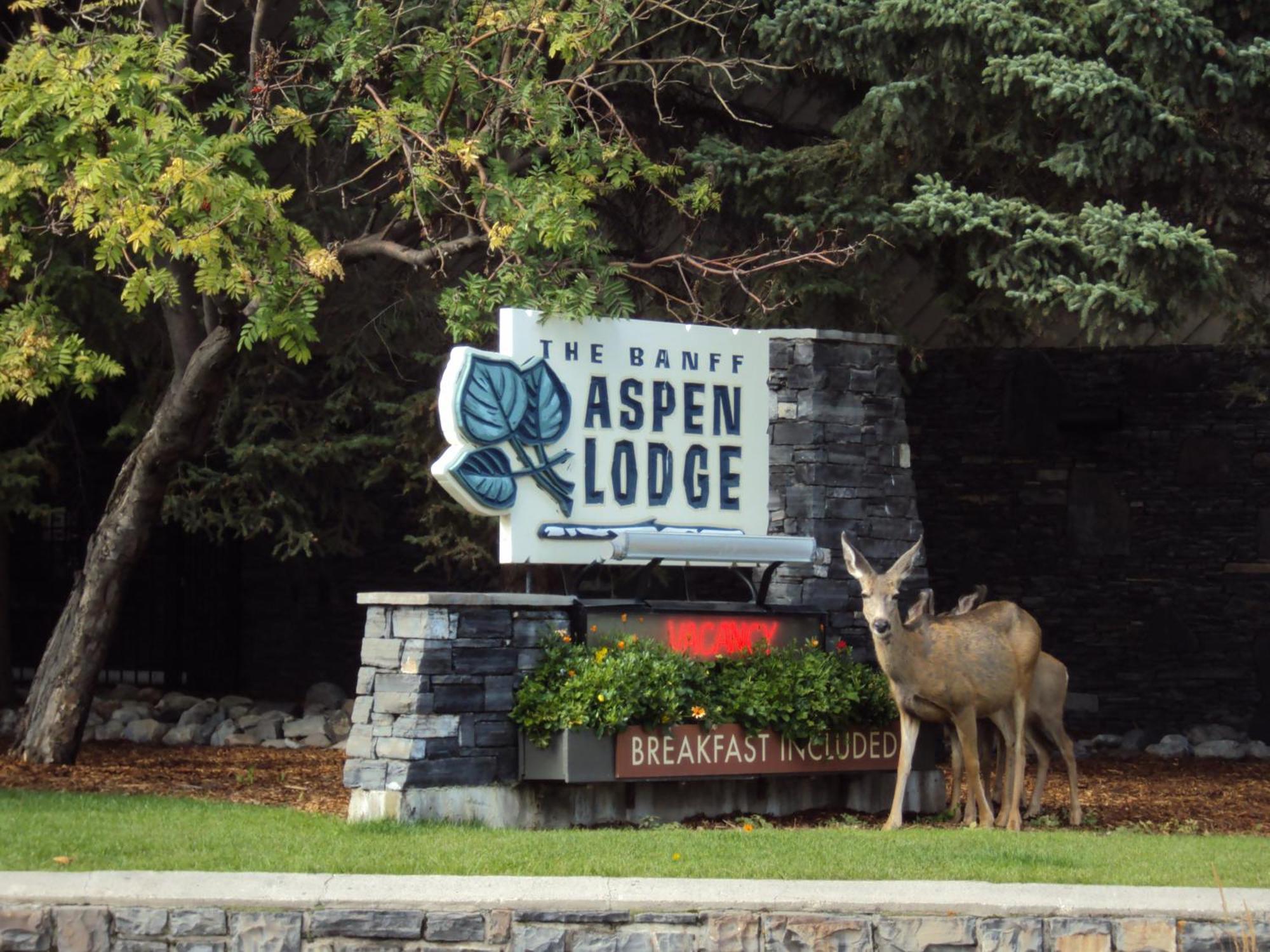 Banff Aspen Lodge Eksteriør billede