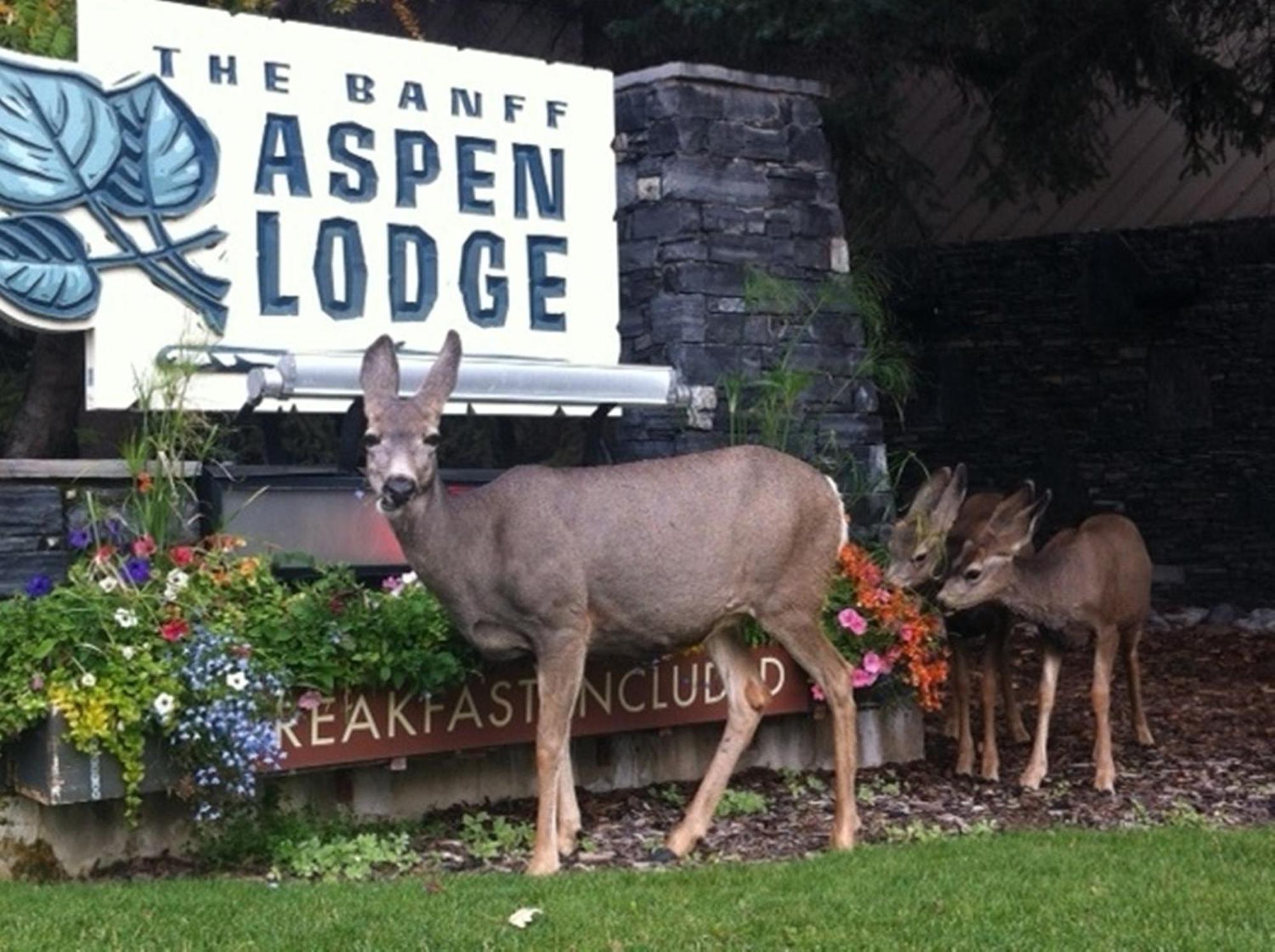 Banff Aspen Lodge Eksteriør billede
